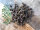 Kartoffel-Softies Wild 200g